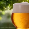 IMPERIAL Außergewöhnliche Biergläser aus Glas 500ml Set Produktbild-Vorschau 6