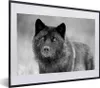 MuchoWow® MuchoWow® Gerahmtes Poster Schwarzer Wolf in Produktbild-Vorschau 1