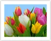 Poster - Poster ohne Rahmen - Tulpen Blumenstrauß Blumen Produktbild-Vorschau 1