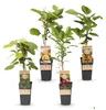 Green boutiQ - Obstpflanze - Actinidia Weiki & Hayward, Produktbild-Vorschau 2