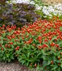 BALDUR Garten 1x Spigelia 'Little Redhead®', Pflanze im 9x9 Produktbild-Vorschau 2