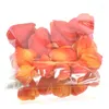 DPI Lampionpflanze - Physalis Früchte Orange Ø 3 bis 5 cm - Produktbild-Vorschau 2