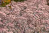 Sedum telephium, Fetthenne, ca. 9x9 cm Topf, sukkulent Produktbild-Vorschau 8
