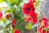 Stauden Gänge 1 x Geum chiloense 'Mrs Bradshaw / Feuerball‘ Produktbild-Vorschau 4