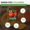 Hokkaido Kürbis Uchiki Kuri Samen - Cucurbita maxima - Produktbild-Vorschau 3