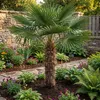 Bloomique - Trachycarpus Fortunei - Chinesische Hanfpalme - Produktbild-Vorschau 5