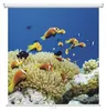 magnetoplan Rolloleinwand Cinerollo 6201116 200x200cm weiß Produktbild-Vorschau 3