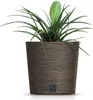 A plant in a textured pot on a white background. Produktbild-Vorschau
