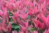 Stauden Gänge 10 x Photinia fraseri 'Red Robin' - Rote Produktbild-Vorschau 6