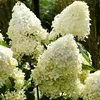 Hortensia - Set de 3 - Hydrangea paniculata 'Phantom' - Voir les images du produit 3