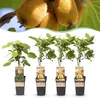 Green boutiQ - Obststrauch - Actinidia Weiki & Golden Kiwi Produktbild-Vorschau 1
