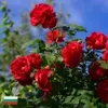 Natürliches Rosenöl - Rosenblütenöl Produktbild-Vorschau 7
