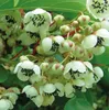 Actinidia Weiki agrifoglio maschio impollinatore 2L Anteprima dell’immagine prodotto 2