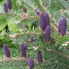 A close-up of a branch of a Korean fir tree with several purple cones. Produktbild-Vorschau