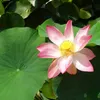 Lotus indien (Nelumbo nucifera)  - 5 graines Voir les images du produit 1