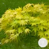 Bloomique - Acer Palmatum Orange Dream - Klon japoński - Podgląd zdjęcia produktu 2
