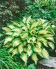 Hosta x fortunei 'Stenantha', Funkie, grün, ca. 11x11 cm Produktbild-Vorschau 11