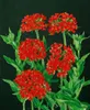 Lychnis chalcedonica, Burning Love, jasnoczerwona, doniczka Podgląd zdjęcia produktu 6