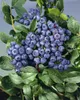 Kulturheidelbeere Bluecrop 80-100 cm, im Topf - Vaccinium Produktbild-Vorschau 2