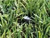 MOWHOUSE 100 x Mähroboter Haken Nägel Set - 8,5 cm Heringe Produktbild-Vorschau 3