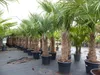 2 Stück Trachycarpus fortunei, 70 - 100 cm Stamm, 210 - 250 Produktbild-Vorschau 8