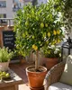 Italienische Limequat Eustis 70–100 cm – Citrus x Produktbild-Vorschau 1