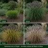 Stauden Gänge 1 x Pennisetum alopecuroides 'Black Beauty' Produktbild-Vorschau 8