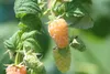 Gelbe Himbeere Golden Queen 2L Produktbild-Vorschau 5