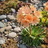 6x Lewisia cotyledon Elise P9H20 Produktbild-Vorschau 1