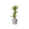 Elho Pflanztopf Greenville beton Ø 30 cm Produktbild-Vorschau 3