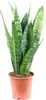 Sansevieria 'Black Coral' - Canapa di facile cura, alta Anteprima dell’immagine prodotto 1