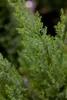 Chamaecyparis lawsoniana 'Ellwoodii', Blaue Scheinzypresse, Produktbild-Vorschau 2