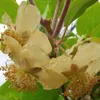 Bayernkiwi männliche Befruchterpflanze - Actinidia arguta Produktbild-Vorschau 1