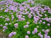 Stauden Gänge 1 x Allium ‚Millenium' im 1 Liter Topf - Produktbild-Vorschau 7
