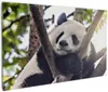 Wallario Premium Leinwandbild Schlafender Panda in einem Produktbild-Vorschau 1