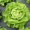 Salát Queen Of May Raný pevný salát Semena 2G Máslový salát Náhled obrázku produktu 14