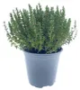 Enseleits Italienischer XXL Thymian im 15cm Topf Produktbild-Vorschau 1