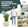 2er Set Pflanzkübel „Millennium“ 39x39x39 cm - Creme Weiß - Produktbild-Vorschau 5