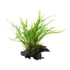 Aquarium Pflanze Microsorum pteropus 'Trident' auf Wurzel Produktbild-Vorschau 3