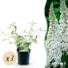 Krzew motylkowy Buddleja davidii White Profusion, zestaw 3 Podgląd zdjęcia produktu 2