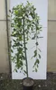 Hochstamm Hängende Kätzchenweide - Salix caprea Pendula - Produktbild-Vorschau 1