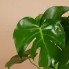 Bloomique - Lot de 2 - Monstera Deliciosa - Plante-gruyère Voir les images du produit 3