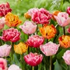 Bloomique - Mix 20 sztuk - Tulipa Double Mix - Podwójny Podgląd zdjęcia produktu 6