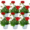 Géraniums debout - Pelargonium zonale - pot 12cm - set de 6 Voir les images du produit 1
