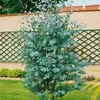 Semena Eucalyptus Gunnii - balení 10 ks - Exotická semena - Náhled obrázku produktu 4