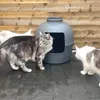 Katzenklo Flower XXL, verborgenes Katzenklo (Anthrazit) Produktbild-Vorschau 9