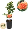 Róza pnaca Rosa Orange Climber, pomaranczowe kwiaty, 2 Podgląd zdjęcia produktu 2