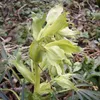 6 piante di *Helleborus foetidus* (Nieswurz), coltivate in Anteprima dell’immagine prodotto 2