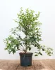 Osmanthus burkwoodii, Duftblüte, immergrün, 30–40 cm Produktbild-Vorschau 1