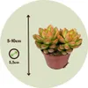 Mieszanka sukulentów - 6 szt - Succulent Mix - Wysokość Podgląd zdjęcia produktu 2